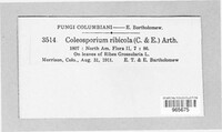 Coleosporium ribicola image